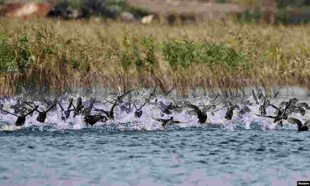 A flock of cormorants flies over Dojran Lake, 170 km (106 miles) south of the Macedonian capital Skopje.