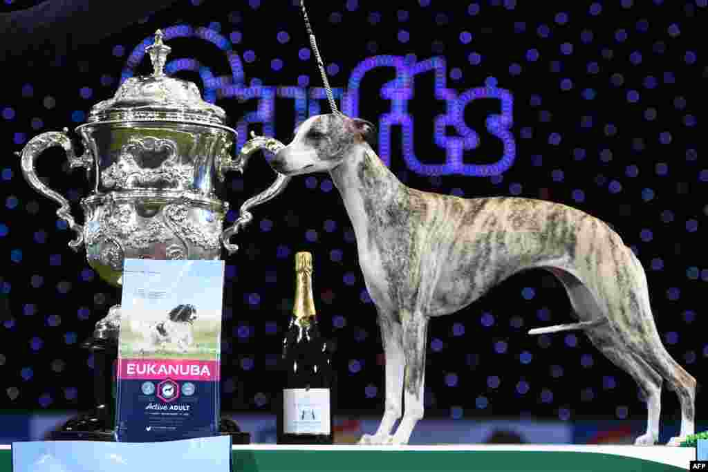 &quot;Collooney Tartan Tease&quot; (Tease), the Whippet, wins the Best in Show competition on the final day of the Crufts dog show at the National Exhibition Centre in Birmingham, central England, March 11, 2018.