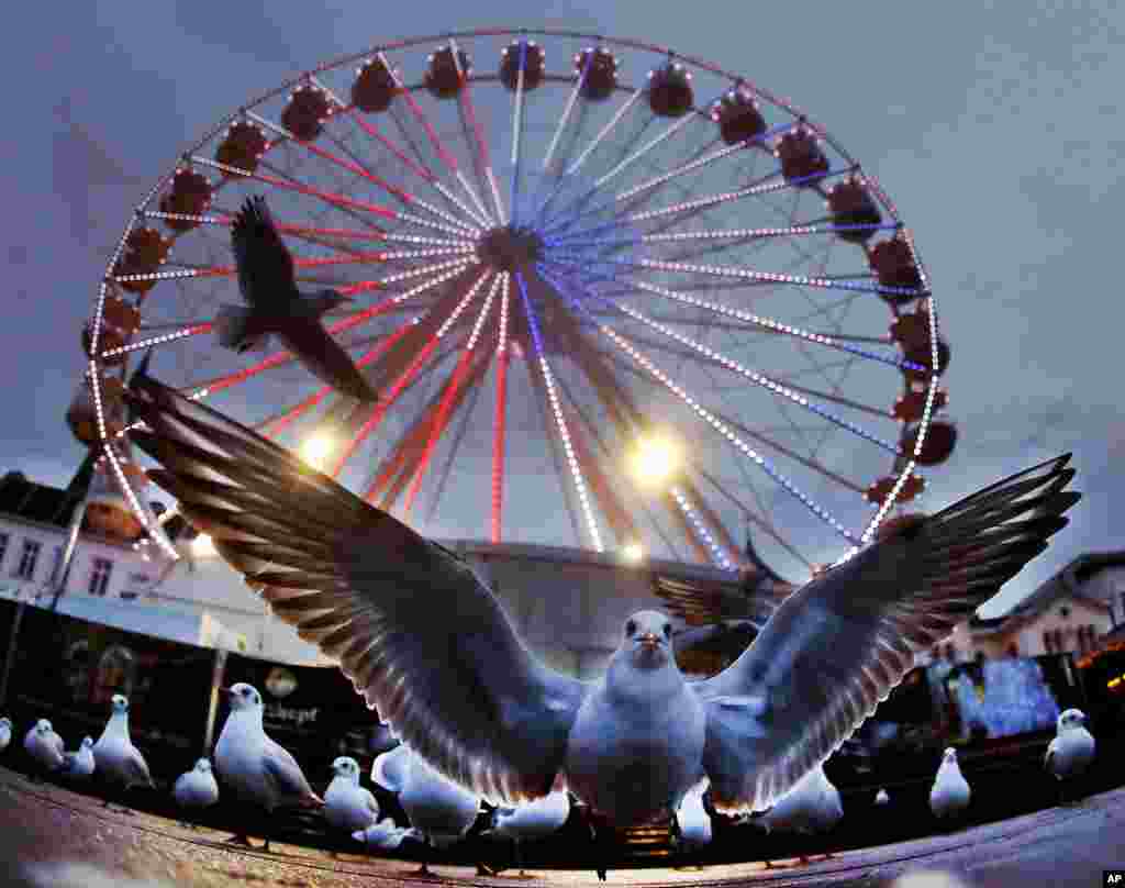 Burung-burung camar bertengger di depan wahana hiburan &quot;kincir ria&quot; (ferris wheel) di pasar Natal kota Schwerin, Jerman.