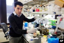 Yale University researcher Benjamin Chan, who studies viruses that attack bacteria, prepares a petri dish with mucus from patient Ella Balasa, of Richmond, Va., at Osborn Memorial Laboratories, in New Haven, Conn., Jan. 17, 2019.