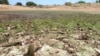 La crise alimentaire et nutritionnelle à laquelle sont confrontés les pays de la région du Sahel, exposés à la sécheresse, continue de se détériorer à un rythme alarmant, mars 2012. (AIEA)