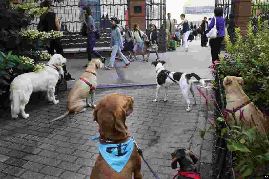 Dogs that are leashed to a fence outside of PS234, watch as school children line up to enter. The dogs were left outside by owners who brought their children to school. It&#39;s the first day back for New York City&#39;s 1 million public school students.