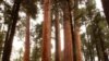 Drought Affecting California’s Sequoias