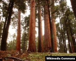 California's sequoia trees are among the largest and oldest living things on Earth.