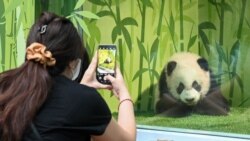 Seorang pengunjung mengambil gambar dari anak panda bernama Le Le di Taman Hiburan Mandai River, Singapura, pada 30 Desember 2021. (Foto: AFP/Roslan Rahman)