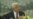 Palestinian Leader to Visit White House