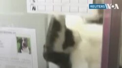 Cобаки по знаку Зодиака