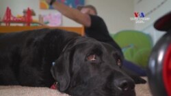 Օջայ անունով շունը փոխել է պատերազմի վետերանի կյանքը