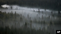 La niebla matutina se asienta sobre los árboles en el Parque nacional Yosemite en California.