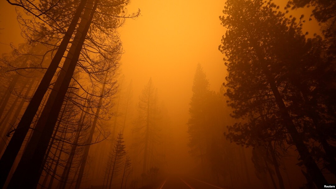 Jalan raya Highway 89 dengan pohon-pphon yang terbakar kebakaran hutan Dixie Fire di samping jalan, dekat kota Greenville, California, 7 Agustus 2021. (Foto: Fred Greaves/Reuters)