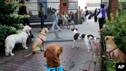 FILE - Dogs that are leashed to a fence outside of PS234, watch as school children line up to enter, Sept. 9, 2013, in New York.