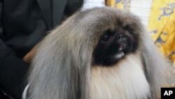 Malachy, a Pekingese, sits in the trophy after winning the Westminster Kennel Club dog show in New York, Feb. 14, 2012.