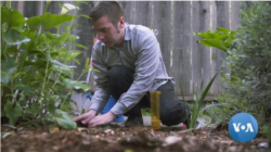 캘리포니아의 조경 전문가 존 캠프 씨가 자신의 집 정원을 가꾸고 있다.