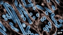 FILE - This image obtained Nov. 22, 2024, courtesy of the Centers for Disease Control and Prevention and the National Institute of Allergy and Infectious Diseases, shows a colorized electron micrograph of bird flu cells (in blue). 