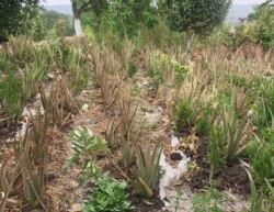 In Magroo village in Himachal Pradesh some farmers have started growing the aloe vera herb instead of traditional crops like rice and corn which monkeys used to eat up. (A. Pasricha/VOA)