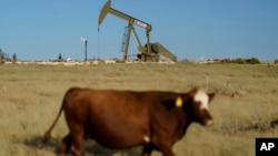 FILE - A cow walks through a field as an oil pumpjack and a flare burning off methane and other hydrocarbons in the background in the Permian Basin in Jal, New Mexico, Oct. 14, 2021. 