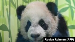 Anak panda bernama Le Le tampil pertama kali ke depan publik di Taman Hiburan Mandai River, Singapura, pada 30 Desember 2021. (Foto: AFP/Roslan Rahman)