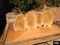 Artist Georgia Nassikas incorporates wax from beehives in her garden into her artwork in McLean, Virginia, Sept. 17, 2015. (VOA / J. Taboh)