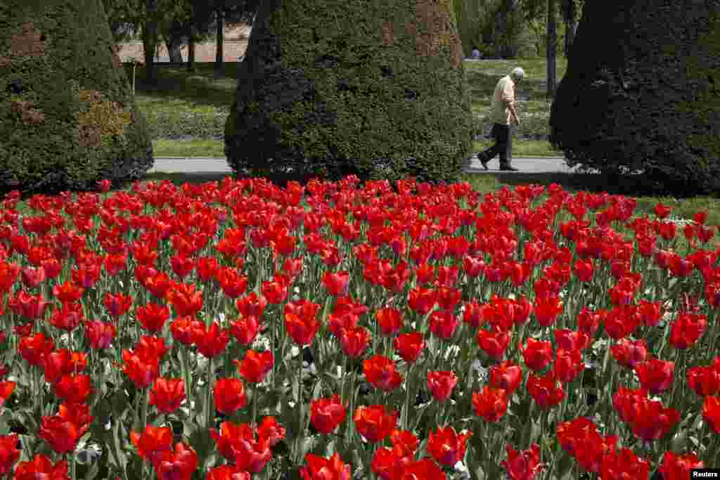 A man walks past red tulips during a sunny spring day in Kalemegdan park at the Belgrade fortress, Serbia.