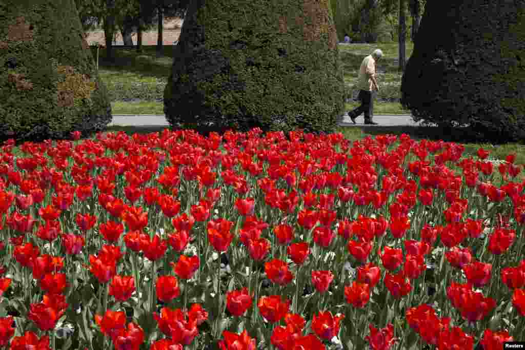 Hoa tulip đỏ vào một ngày mùa xuân đầy nắng trong công viên Kalemegdan tại pháo đài Belgrade, Serbia. &nbsp;