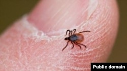 Image of a tick that can carry Crimean-Congo Fever. Taken Aug. 10, 2023.