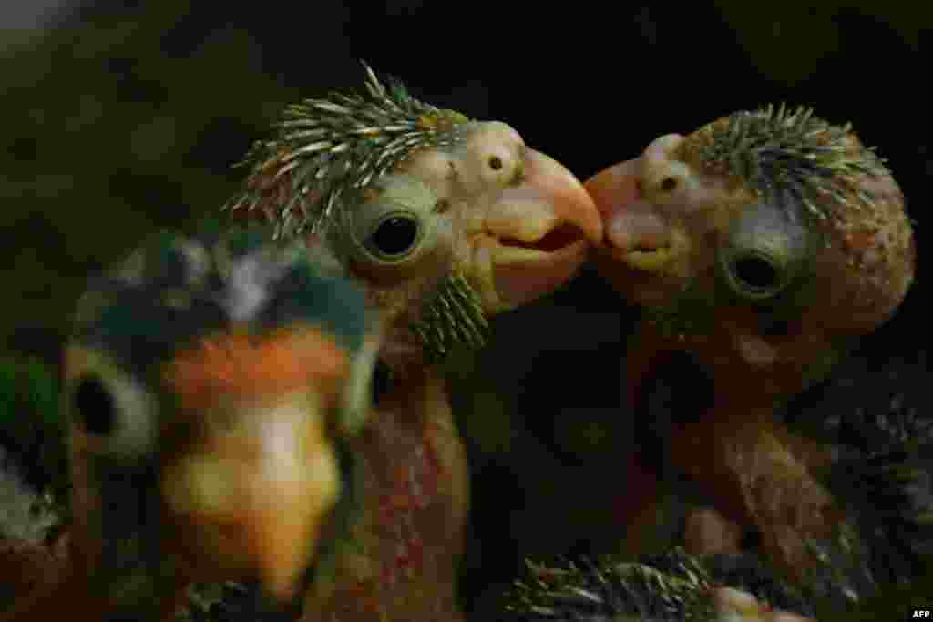 Tiga ekor anak burung beo oranye langka yang berhasil disita dari pedagang gelap, dirawat di pusat perawatan binatang di Berlin, El-Salvador.