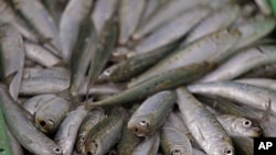 A catch of sardines at the Hout Bay Harbour near Cape Town, South Africa (file photo).