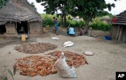 FILE - Farmers lay out sorghum, a wheat-like primary food source, for people living in Aweil, South Sudan.