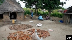 Des agriculteurs présentent du sorgho, une source de nourriture principale semblable au blé, pour les personnes vivant à Aweil, au Soudan du Sud, le 17 septembre 2016. (AP Photo / Justin Lynch)