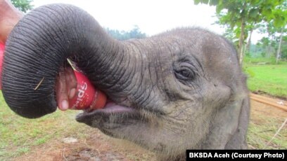 Dalam Sepekan 2 Gajah Sumatera Mati Di Aceh Dan Riau