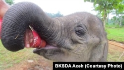 Salma, anak gajah Sumatera betina berusia 1,5 tahun semasa hidup di CRU Serbajadi, Aceh Timur, Aceh. (Foto: BKSDA Aceh). 