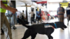 La compañía sudafricana VWK9SA, que entrena perros para detectar explosivos, está ahora trabajando con caninos para enseñarles a detectar el COVID-19 con miras a usarlos en aeropuertos.