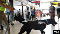 La compañía sudafricana VWK9SA, que entrena perros para detectar explosivos, está ahora trabajando con caninos para enseñarles a detectar el COVID-19 con miras a usarlos en aeropuertos.