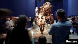 FILE - Visitors look at a 67-million-year-old skeleton of a Tyrannosaurus Rex dinosaur, named Trix, at an exhibition in Paris, France, June 6, 2018.