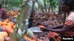 Farmers break cocoa pods in Ghana's eastern cocoa town of Akim Akooko September 6, 2012.
