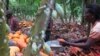 Farmers break cocoa pods in Ghana's eastern cocoa town of Akim Akooko September 6, 2012. 