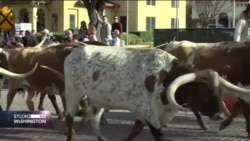 Da li je do sada konzervativni Teksas spreman za socijalistu Sandersa?