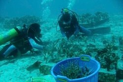 Para penyelam melakukan transplantasi karang di titik yang rusak akibat gempa dan tsunami tahun 2004, dekat pulau Weh, provinsi Aceh, 18 Juni 2008. (Foto: AP)