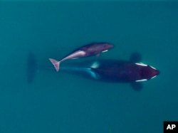 FILE - This September 2015 photo provided by NOAA Fisheries shows an adult female orca and her calf, near the San Juan Islands in Washington state's Puget Sound.