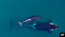 Paus Orca dan bayinya di perairan dekat Kepulauan San Juan, di Puget Sound, negara bagian Washington, 11 Jan 2019.