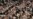 Pakistani Intelligence: Taliban Leader Believed Killed in US Drone Strike