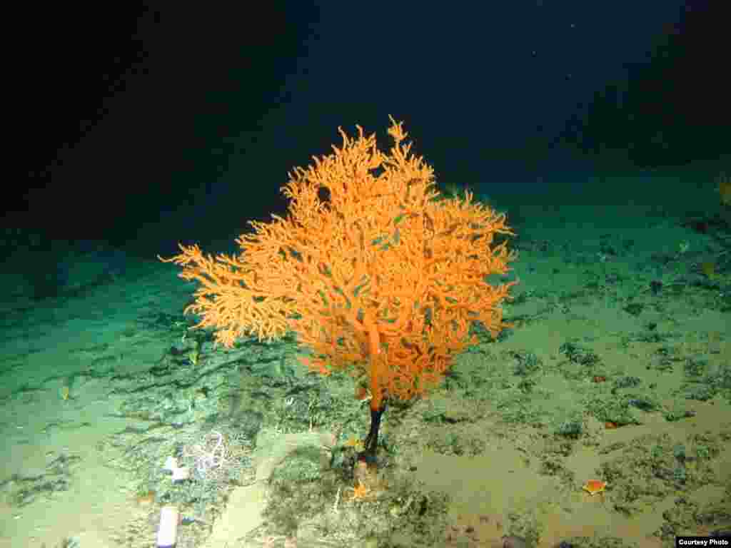 The oldest known creature is a deep sea coral like this one living off the coast of Hawaii. It is 4,270 years old. (NOAA Hawaiian Undersea Research Lab)