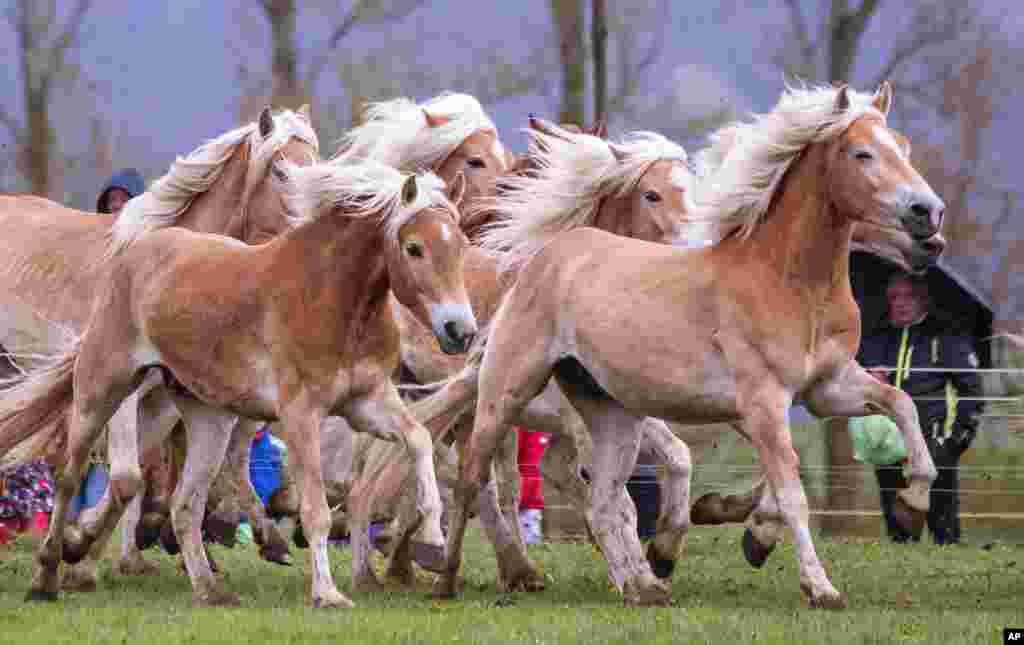 Haflinger horses run during this years&#39;s first turn-out to grass at Europe&#39;s largest Haflinger stud-farm in Meura, Germany.