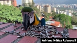 Se calcula que las guacamayas fueron introducidas en Caracas, la capital de Venezuela, hace 40 años. 