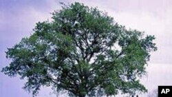 希尔郡春天的美丽景色