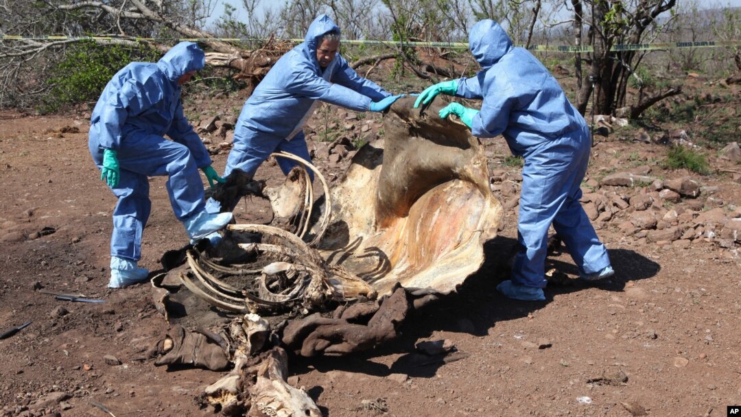Petugas memeriksa tulang belulang sisa bangkai badak yang dibunuh untuk mencari bukti forensik, di perbatasan Afrika Selatan dan Mozambik. (Foto: File)