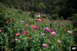 FILE - A farmer stands in his poppy field in the Sierra Madre del Sur mountains of Mexico, Jan. 25, 2015. The heroin trade is a losing prospect for everyone except the Mexican cartels, who have found a new way to make money in the face of falling cocaine cocaine consumption and marijuana legalization in the United States.