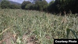 Zimbabwe drought
