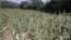 Zimbabwe drought