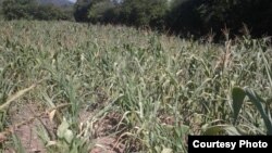 Zimbabwe drought